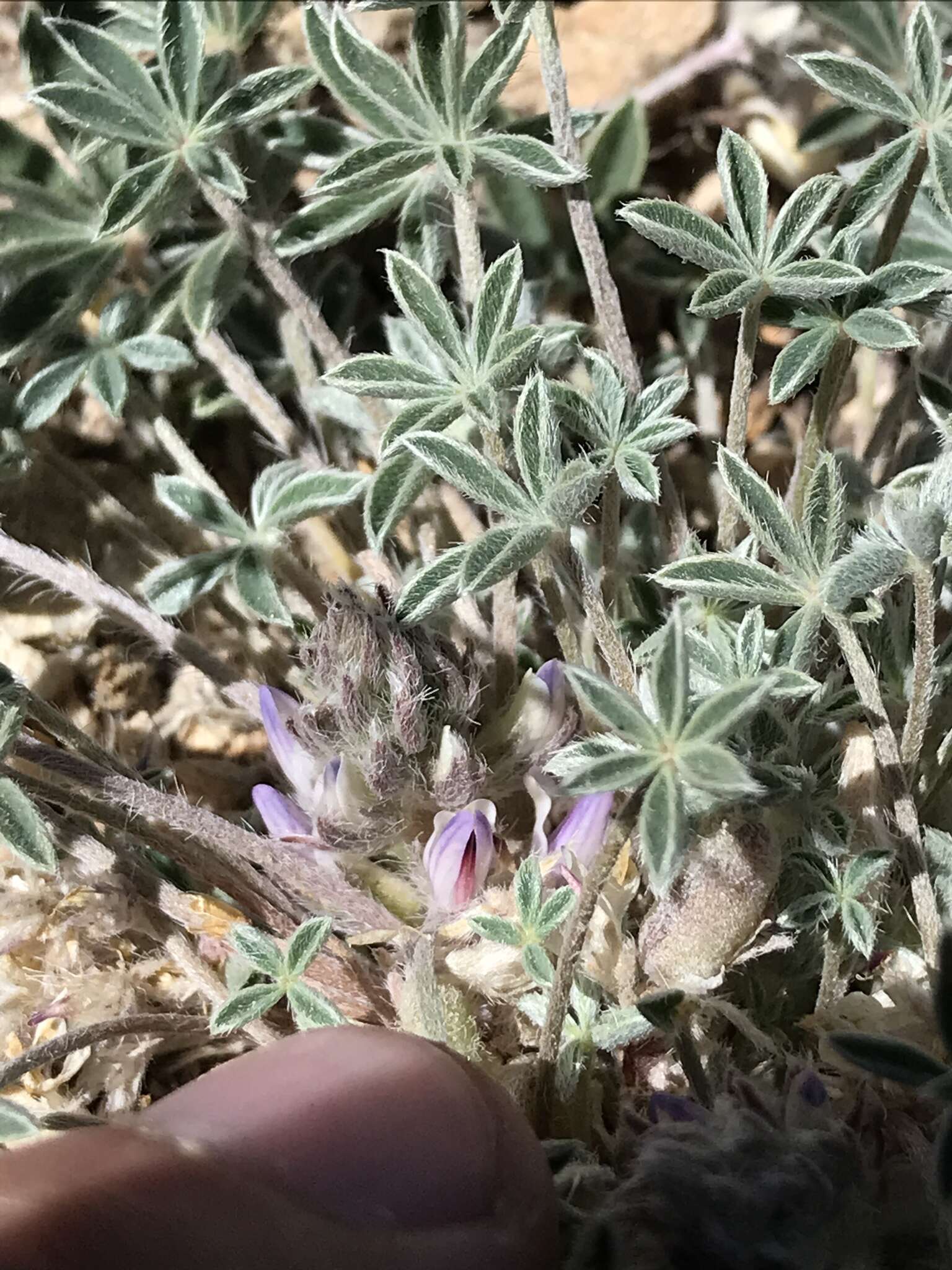 Image of stemless dwarf lupine