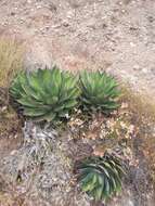 Image of Agave shawii subsp. shawii