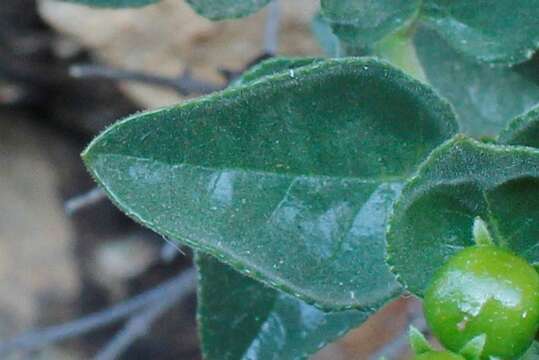 Image of Teedia pubescens Burch.