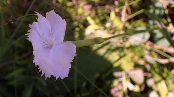 Image of Dianthus zeyheri subsp. natalensis Hooper