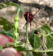 Image of Rosa inodora Fries