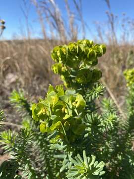 Image of Euphorbia natalensis Bernh. ex C. Krauss