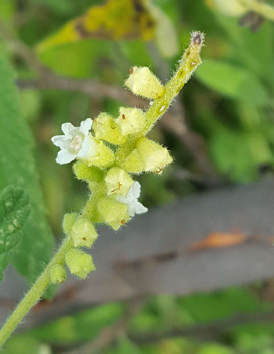 Image of black sage