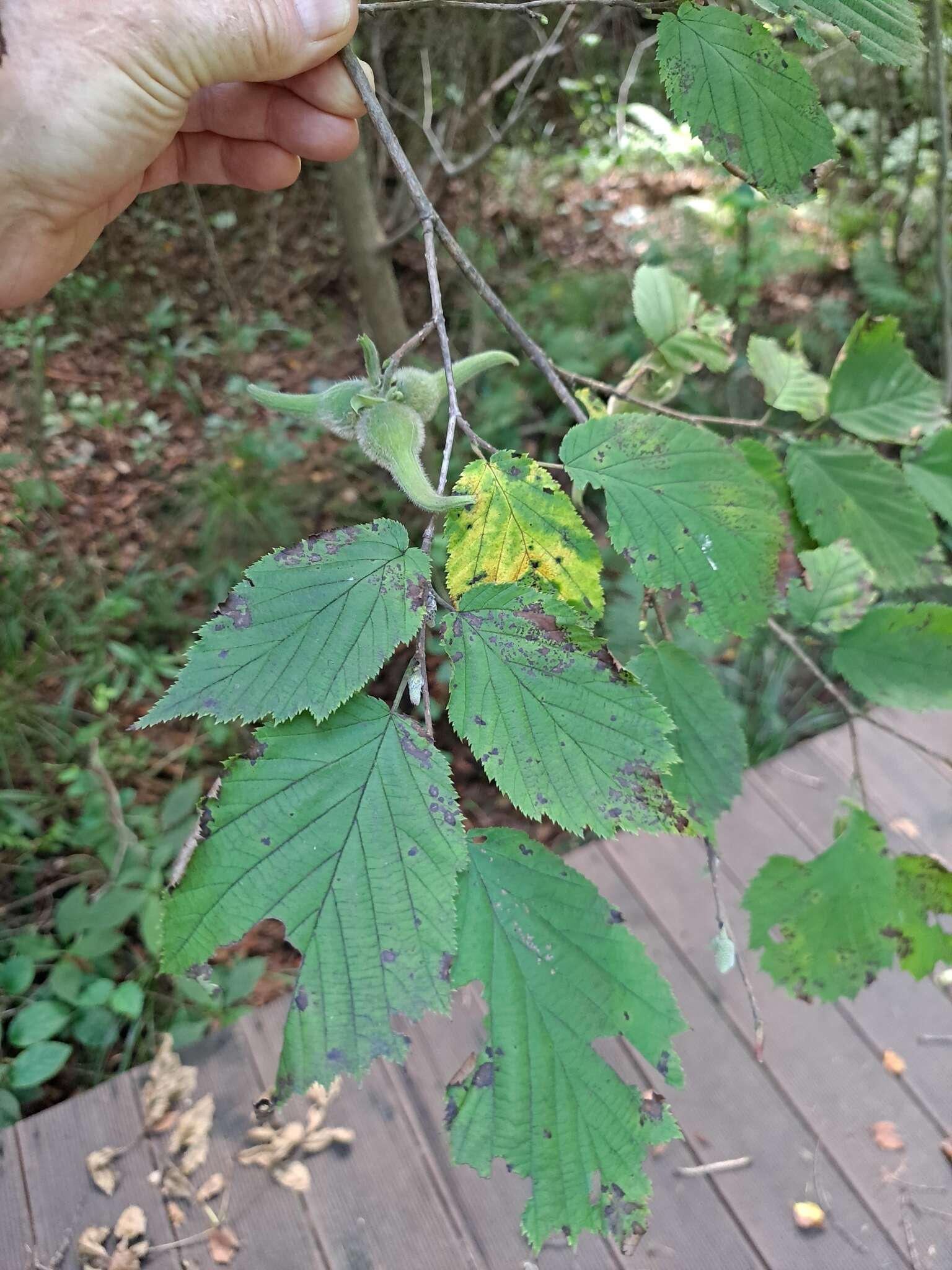 Image of Corylus sieboldiana Blume