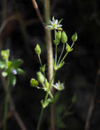 صورة Sabulina tenuifolia (L.) Rchb.