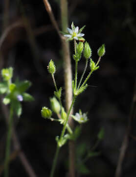 Image of Sabulina tenuifolia (L.) Rchb.