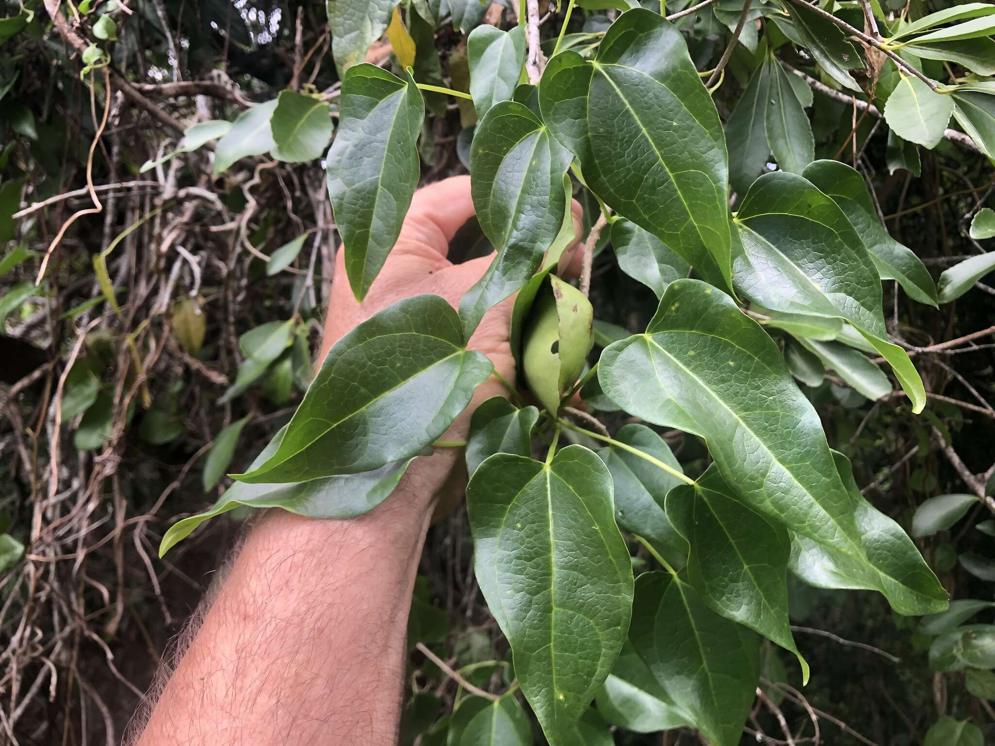 Image of Sarcopetalum harveyanum F. Müll.