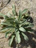 Image of seabeach evening primrose