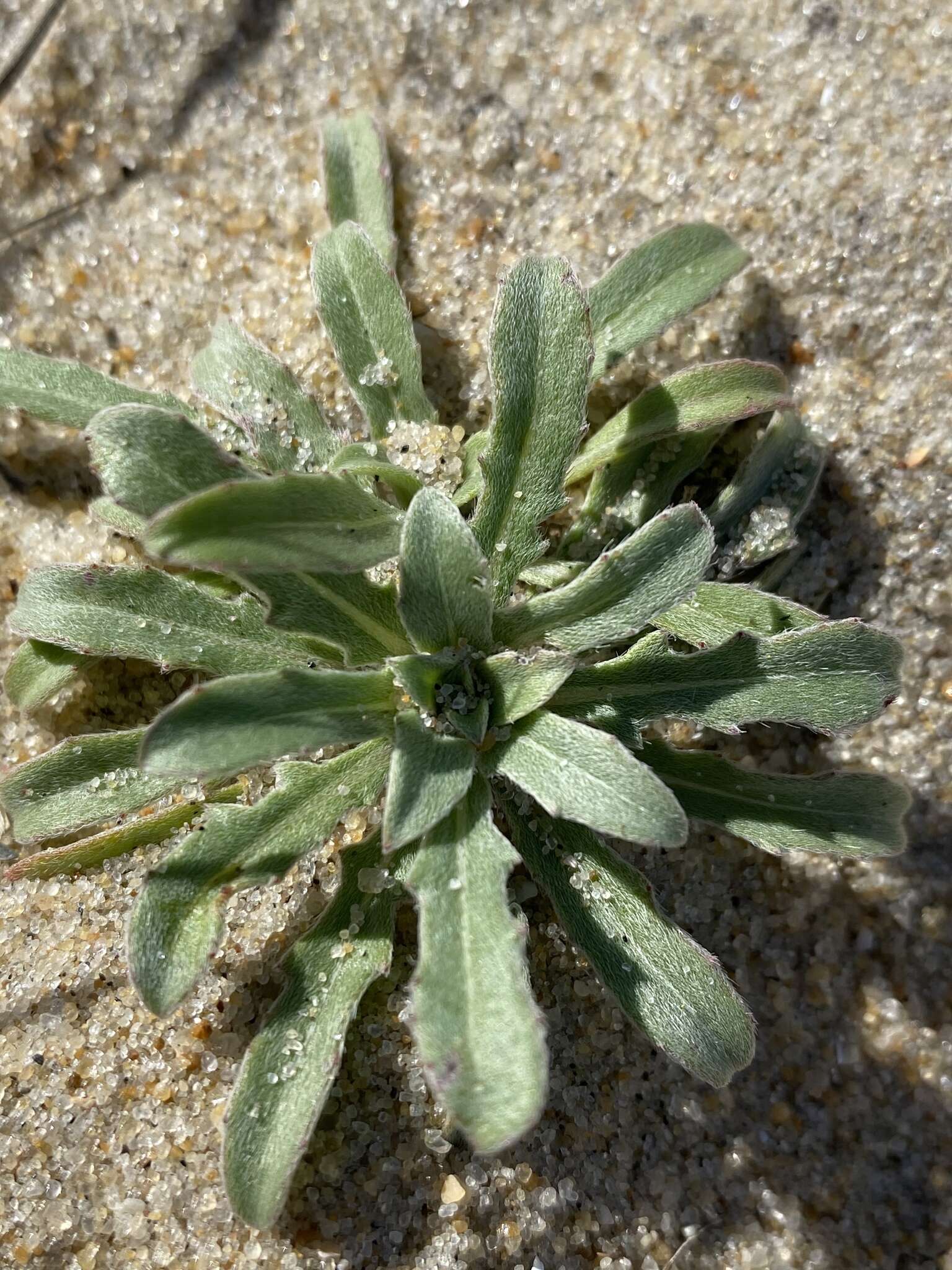 Oenothera humifusa Nutt. resmi