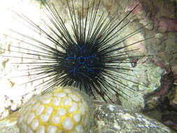 Image of Banded diadem urchin