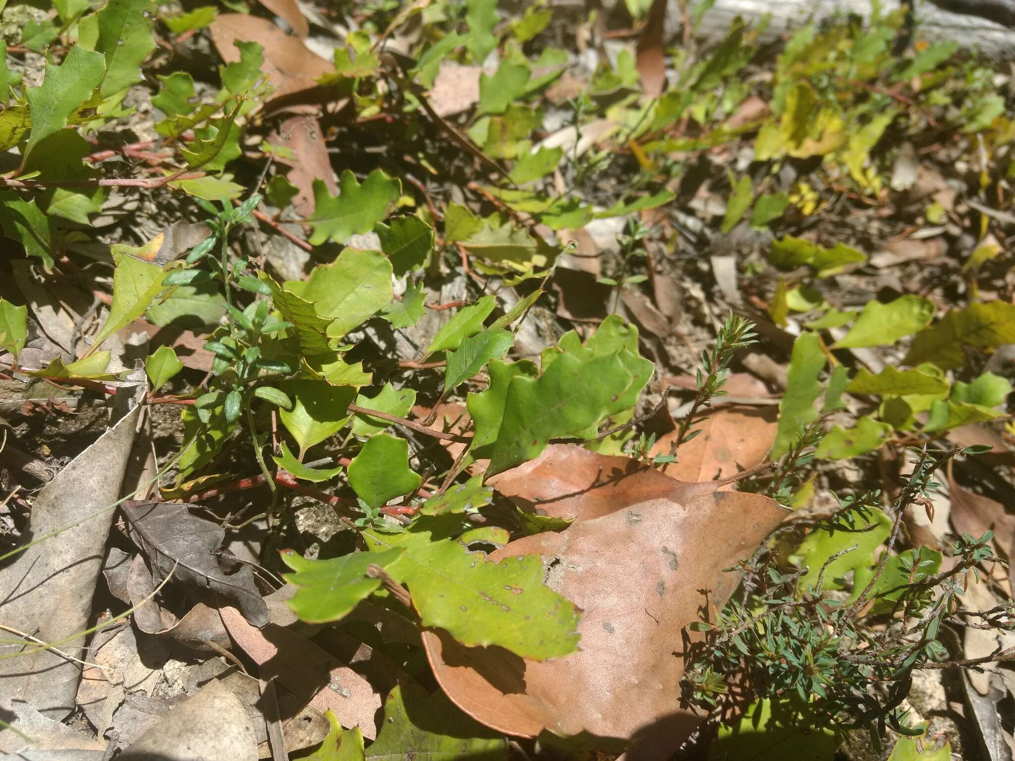 Image of Grevillea repens F. Müll.