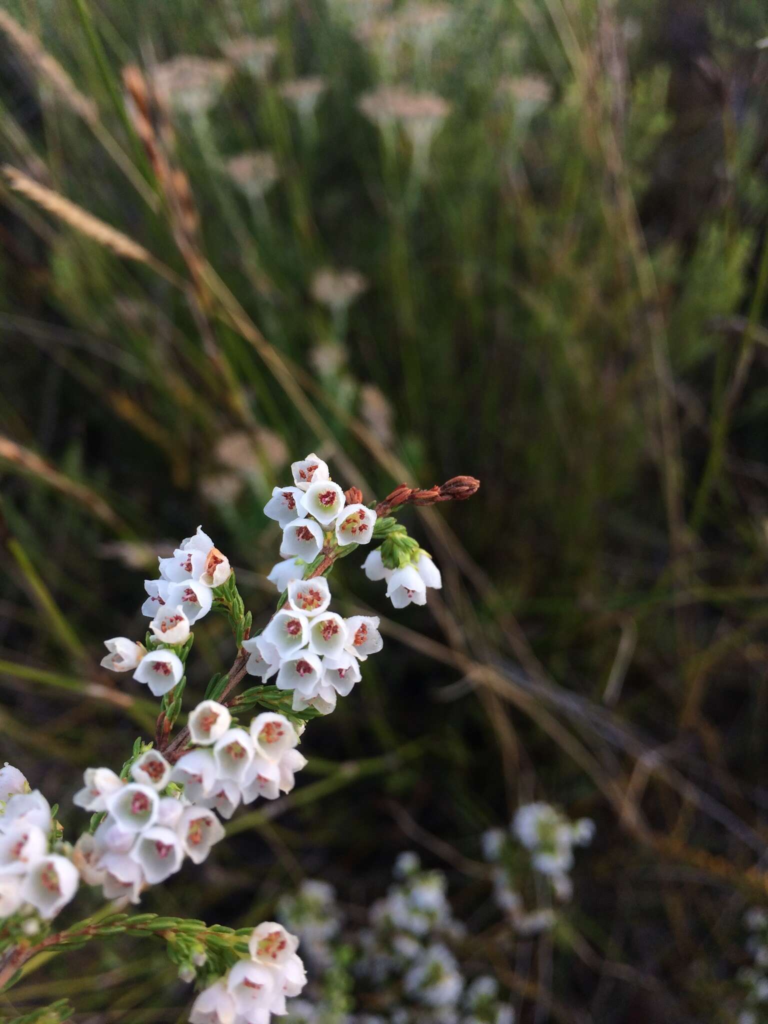 Image of Erica subdivaricata Berg.