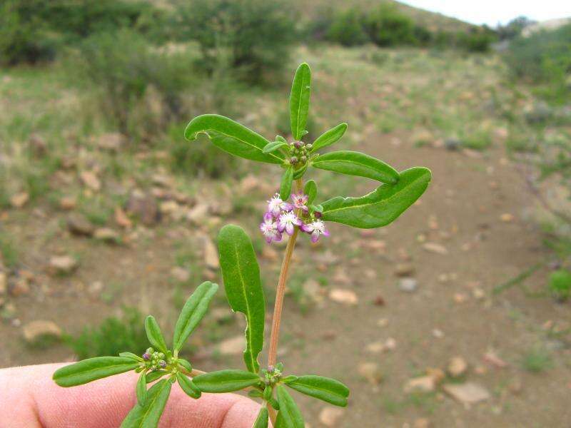 Imagem de Gisekia africana var. africana