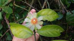 Image of Barbados shrub