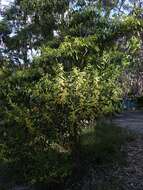 Imagem de Acacia longifolia subsp. longifolia