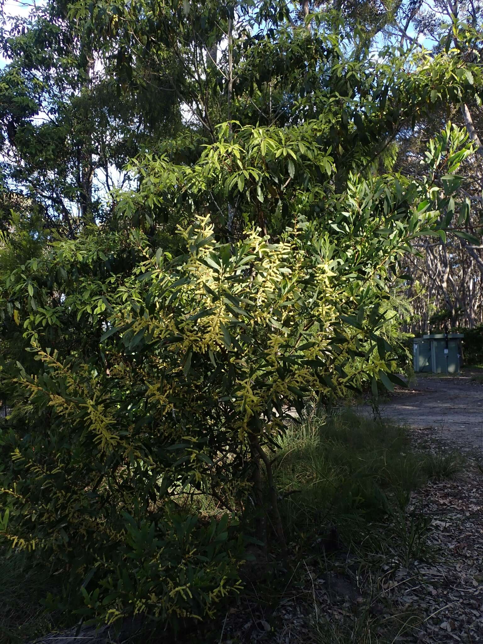 Sivun Acacia longifolia subsp. longifolia kuva