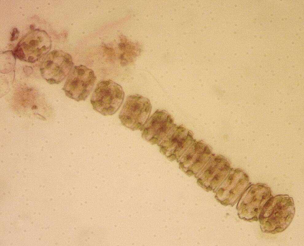 Image of Desmidium grevillei