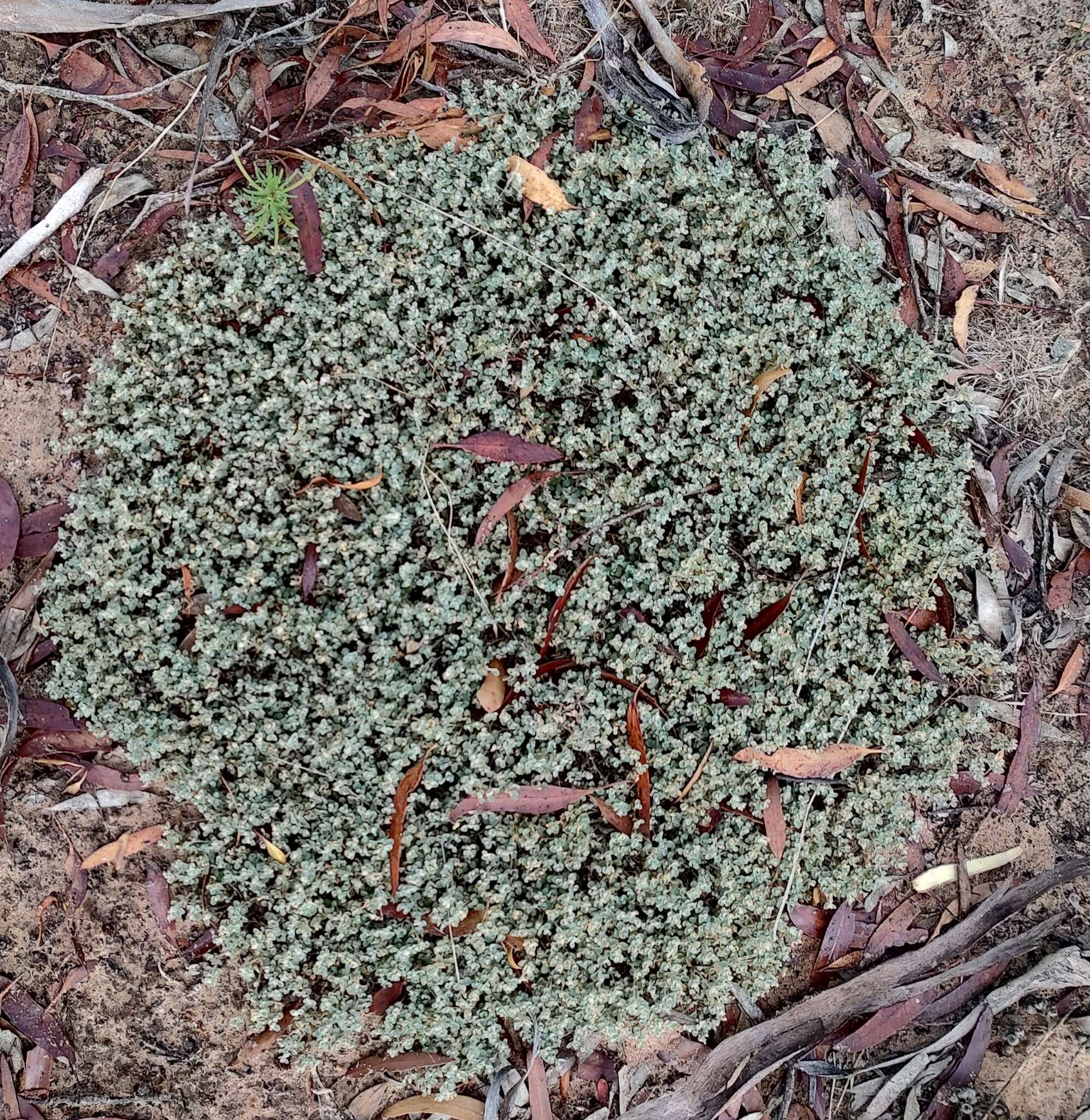 Image of Desert goosefoot