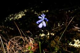 صورة Muscari pulchellum Heldr. & Sart.