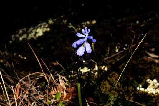 Image of Muscari pulchellum Heldr. & Sart.