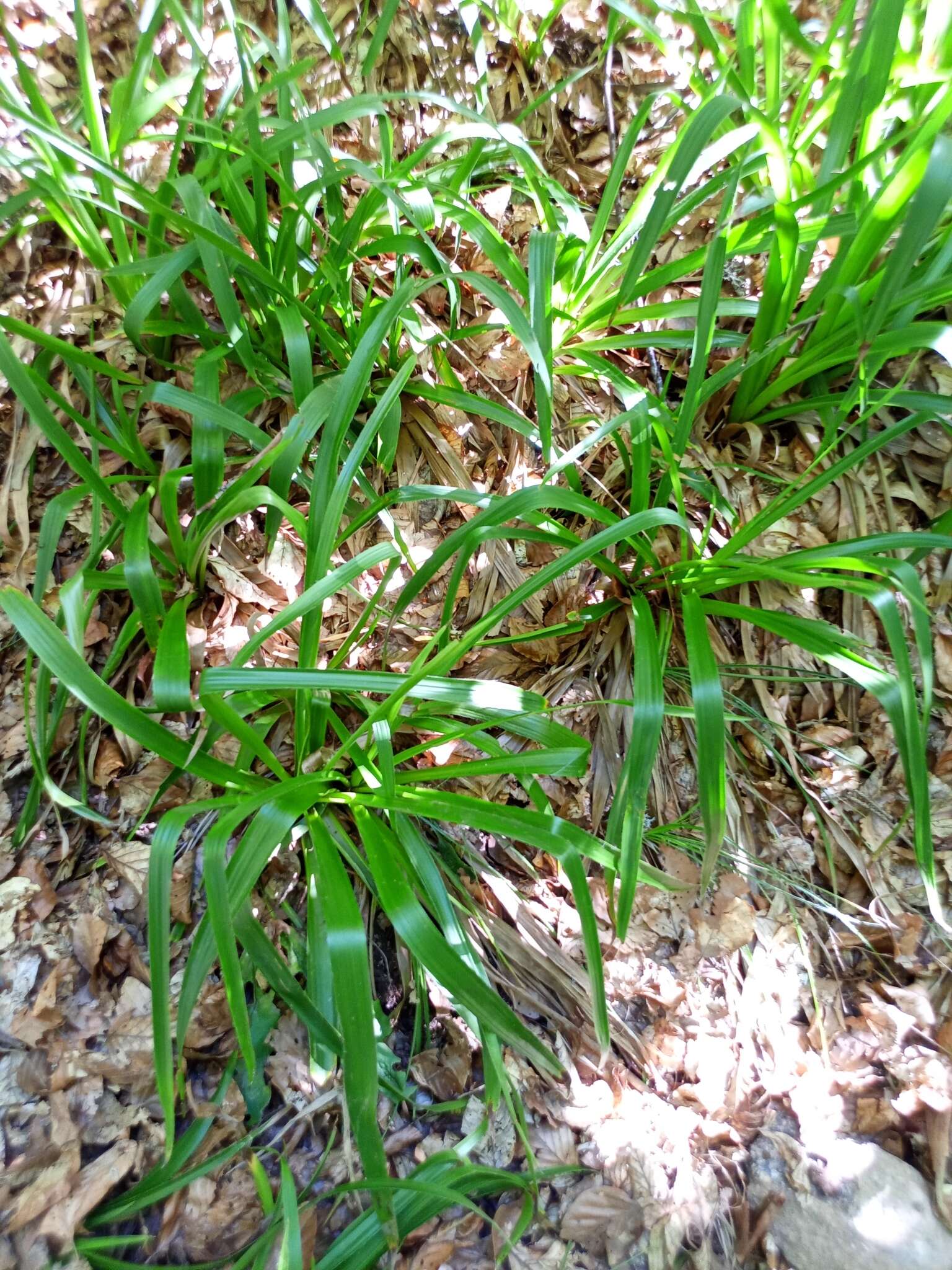 Imagem de Luzula sylvatica subsp. sylvatica