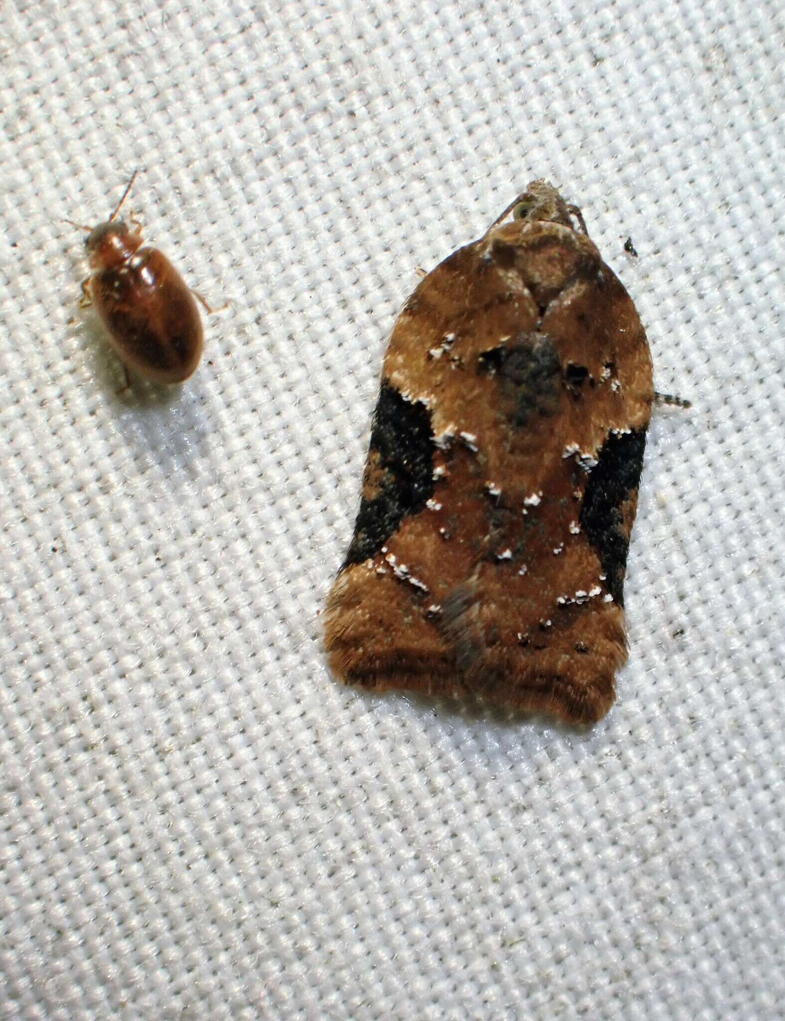 Image of Acleris braunana McDunnough 1934