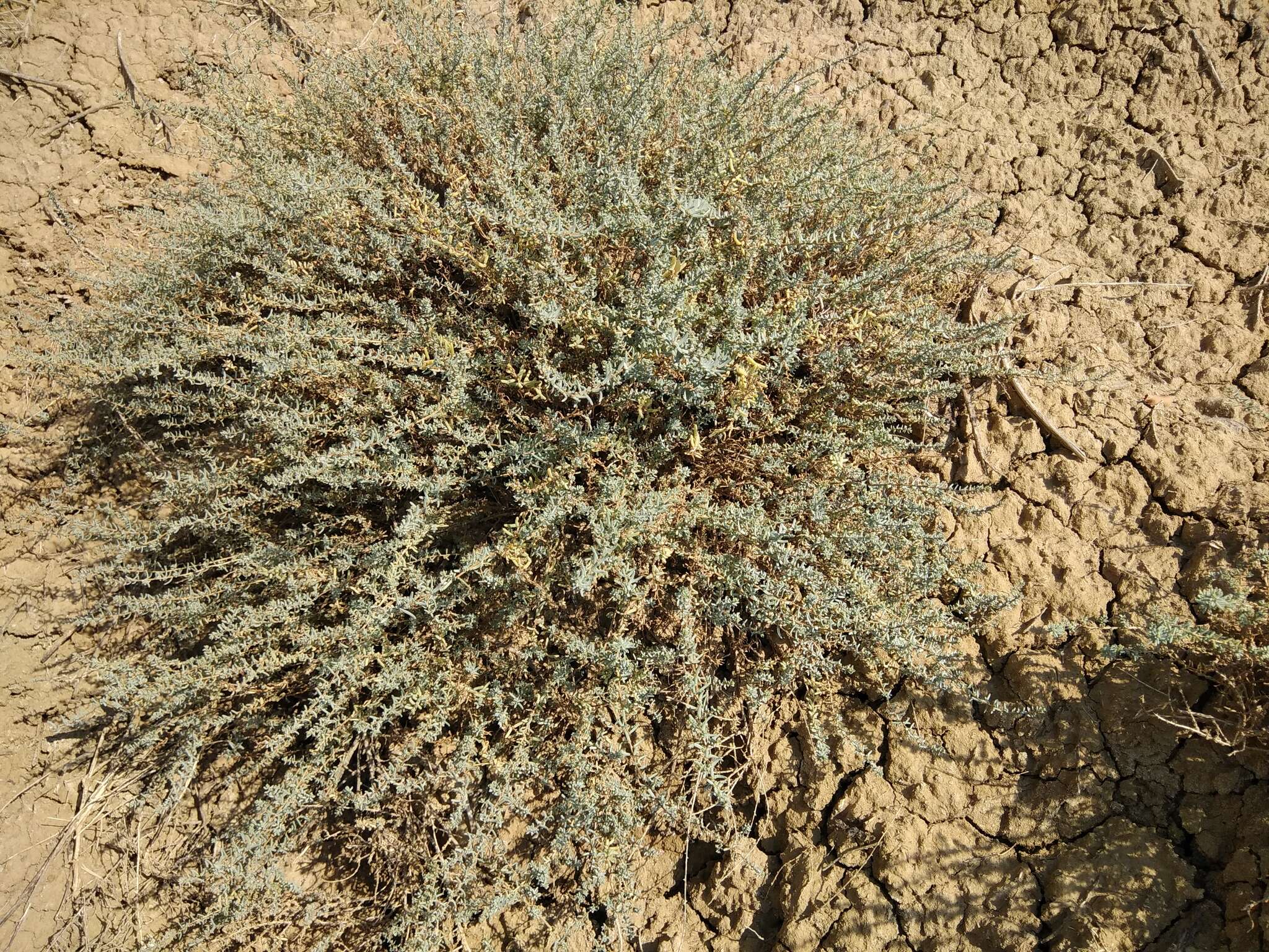 Nitrosalsola ericoides (M. Bieb.) Theodorova resmi