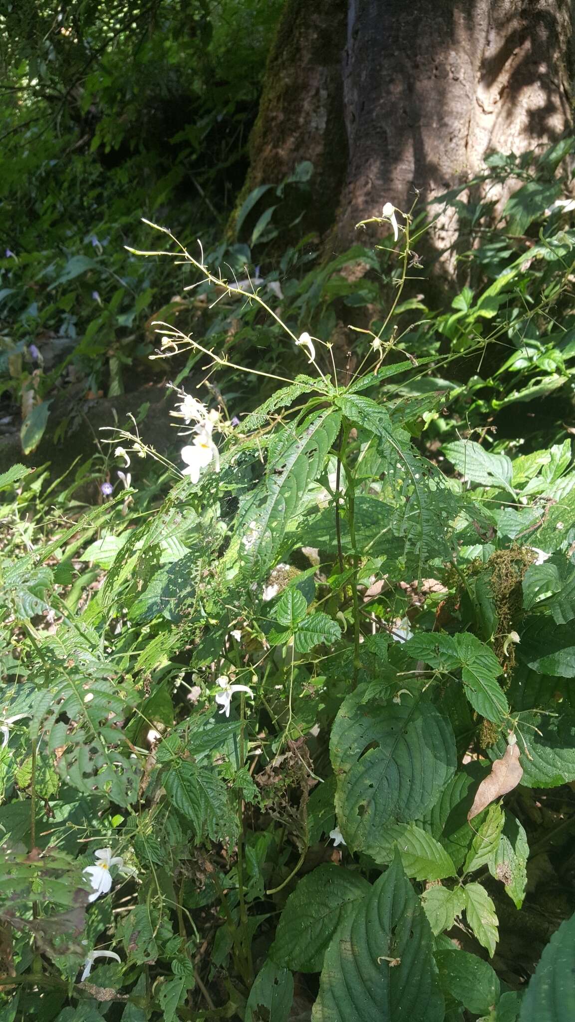 Image of Impatiens scullyi Hook. fil.