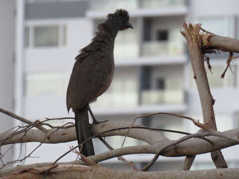 Image of Plain Chachalaca