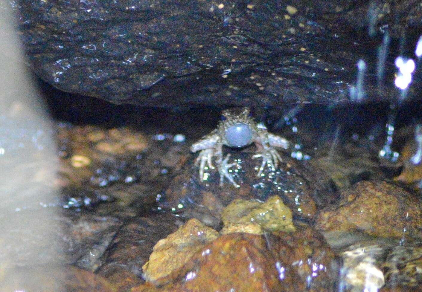 Image of Bourbon Toad