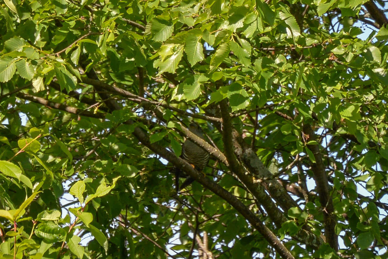 Image of Oriental Cuckoo