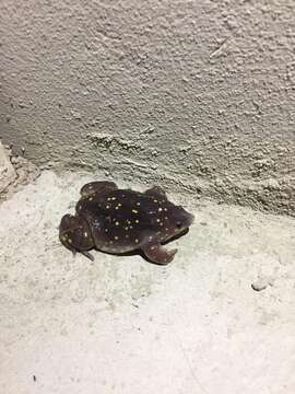 Image of Spotted Burrowing Frog