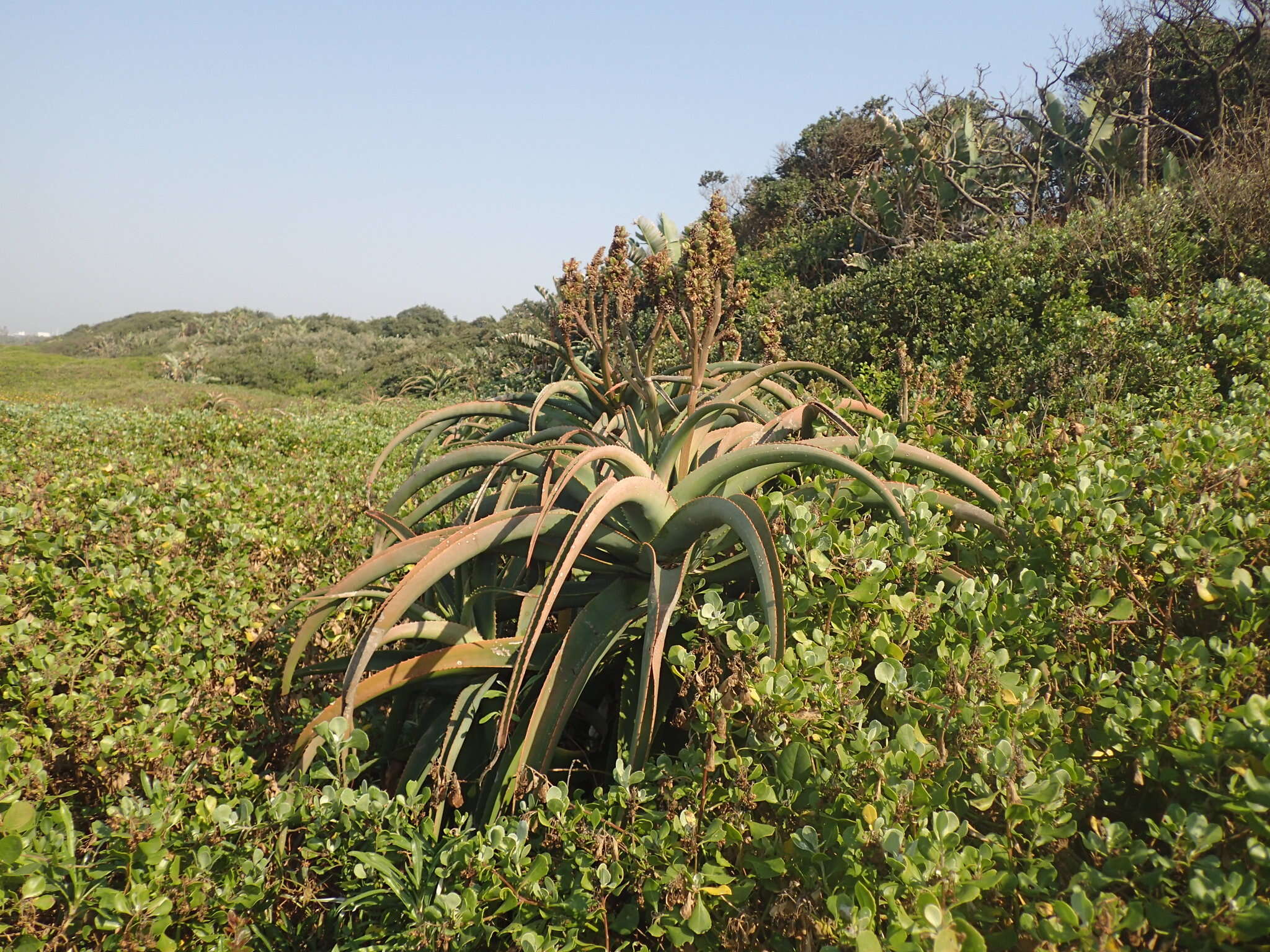 Aloe thraskii Baker resmi