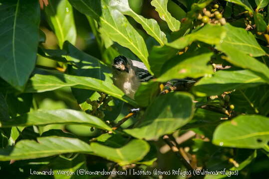 Image of Black-capped Antwren