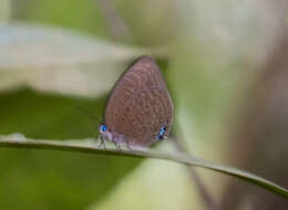 Image of Arhopala epimuta epiala Corbet 1941