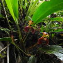 Image of Maxillaria cryptobulbon Carnevali & J. T. Atwood