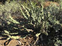 Image of Thornber's buckhorn cholla