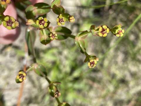 Image of Florida Pineland Spurge