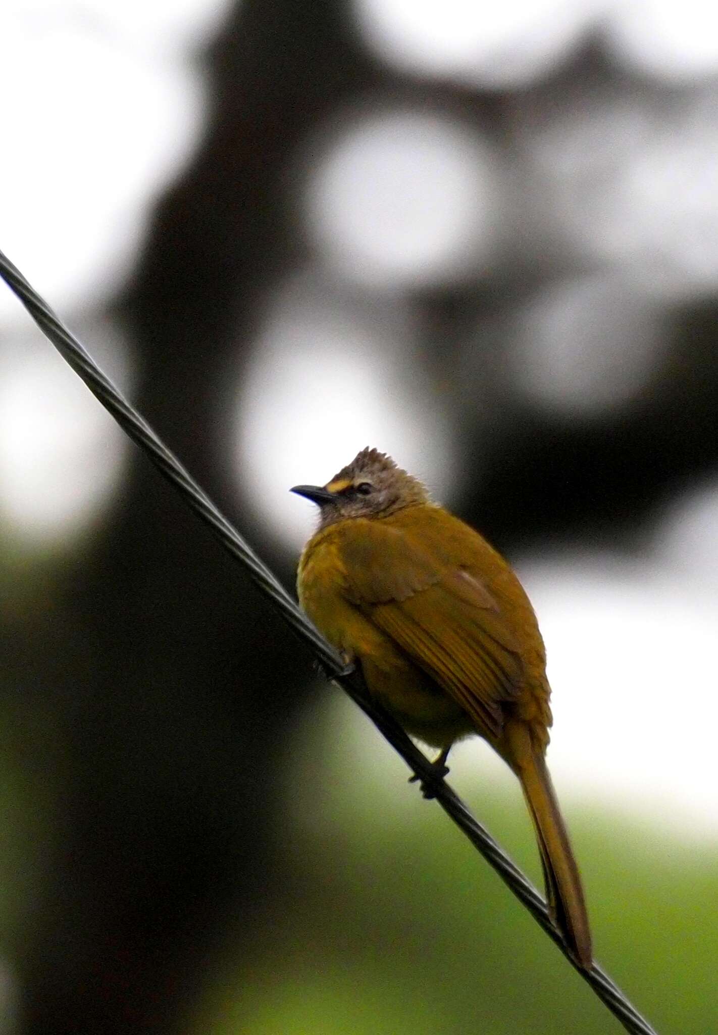 Image of Flavescent Bulbul