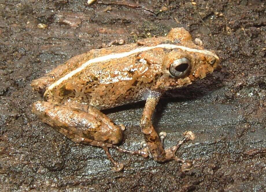 Sivun Pristimantis croceoinguinis (Lynch 1968) kuva