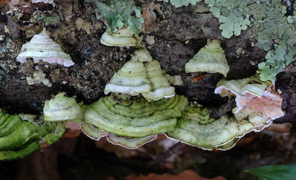 Image of Steccherinum bourdotii Saliba & A. David 1988