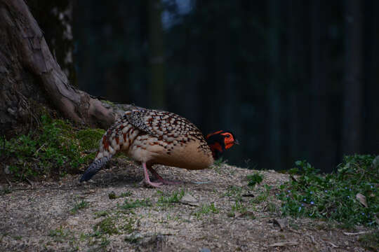 Imagem de Tragopan caboti (Gould 1857)