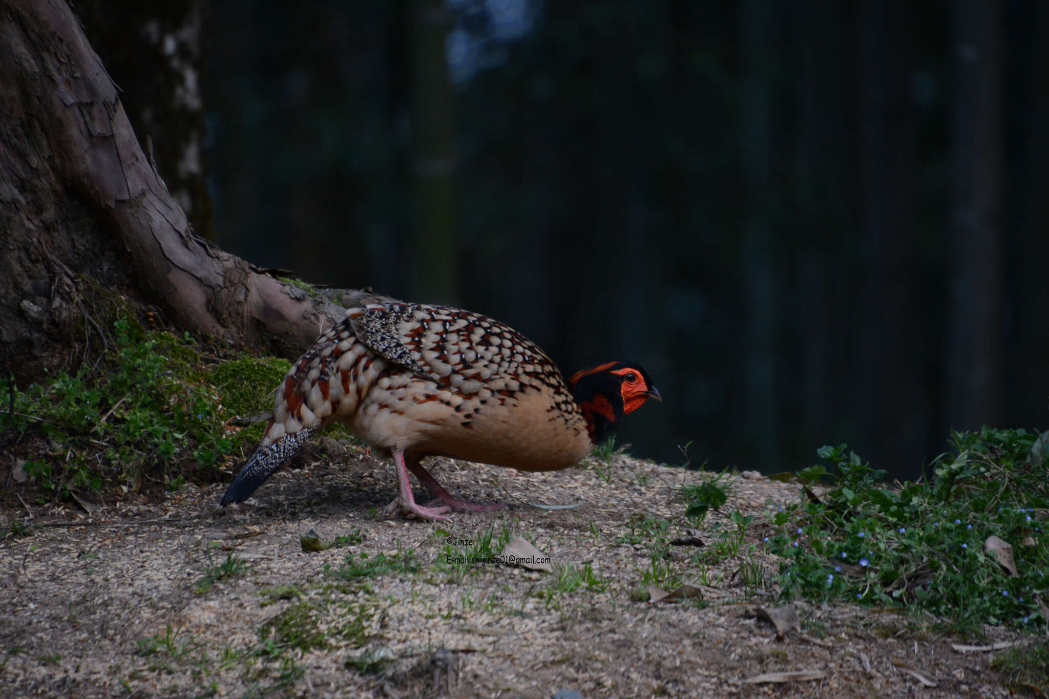 Imagem de Tragopan caboti (Gould 1857)