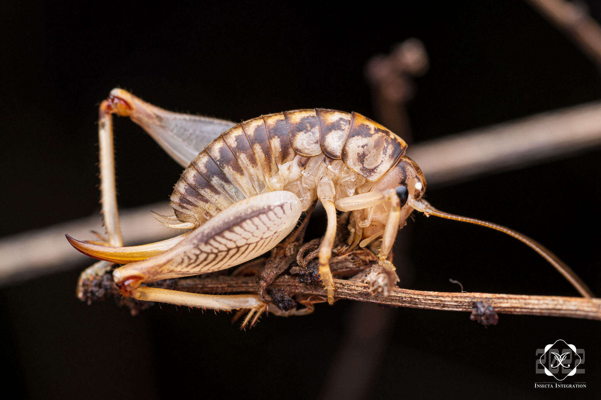 Image of Cnemotettix bifasciatus Rentz, D. C. F. & Weissman 1973