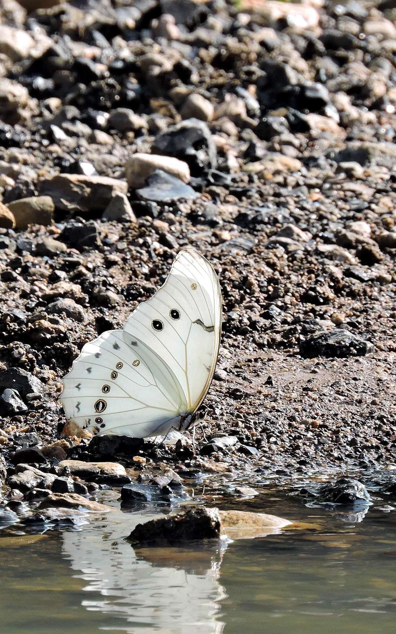 Imagem de Morpho polyphemus Westwood (1850)