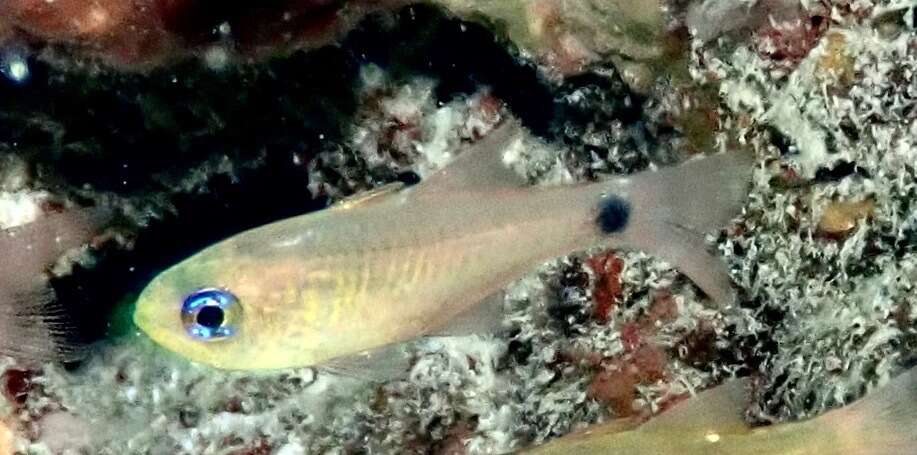 Image of Orange-lined cardinalfish