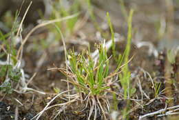 Imagem de Carex capillaris subsp. fuscidula (V. I. Krecz. ex T. V. Egorova) Á. Löve & D. Löve