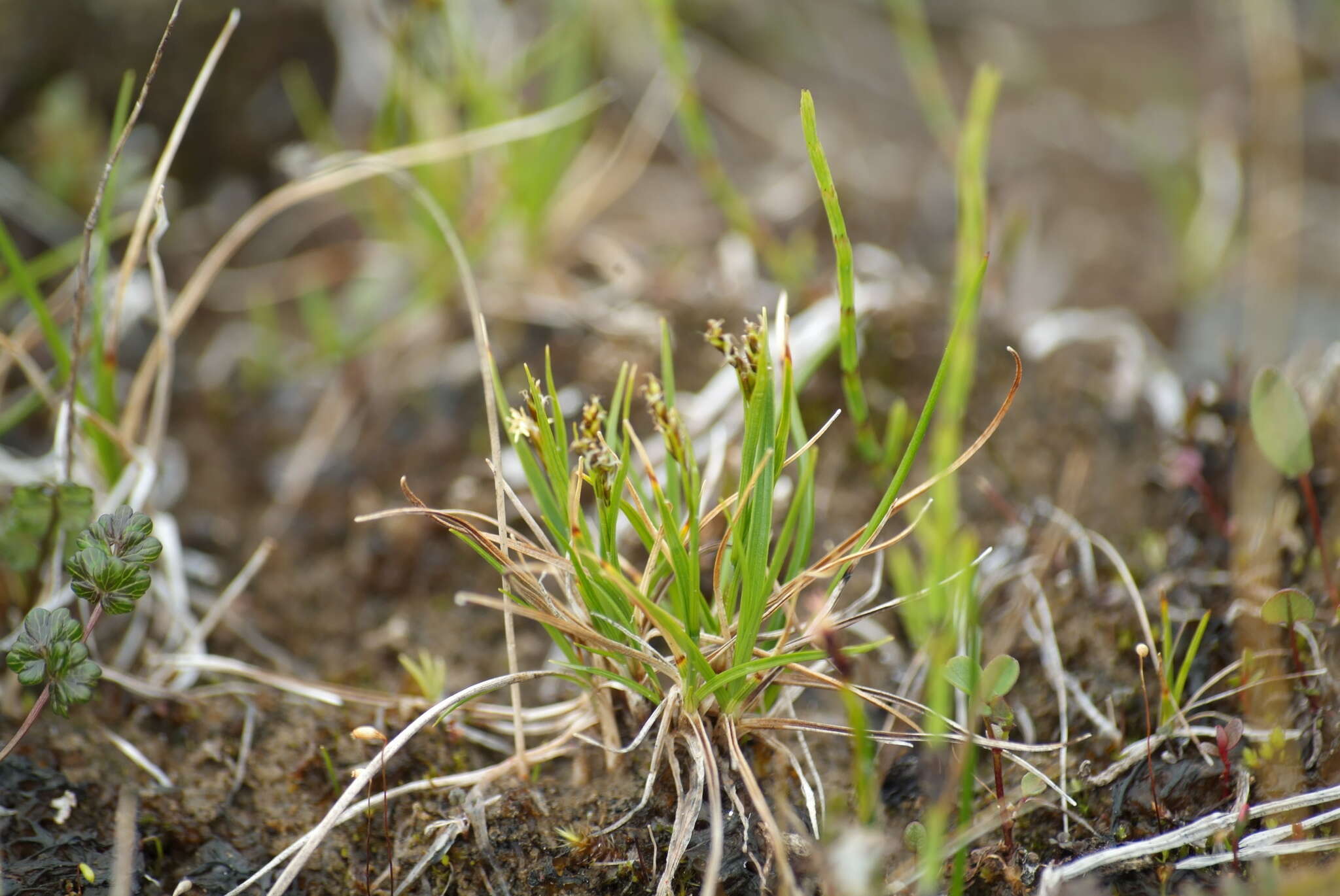 Carex capillaris subsp. fuscidula (V. I. Krecz. ex T. V. Egorova) Á. Löve & D. Löve的圖片