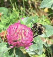 Image of Bumble-bee-mimic Anthophora