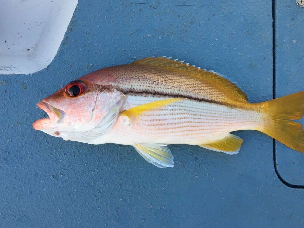 Image of Brownstripe snapper